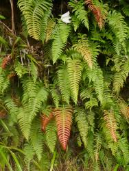 Blechnum deltoides. Sterile and fertile fronds, tinged red when young.
 Image: L.R. Perrie © Te Papa CC BY-NC 3.0 NZ